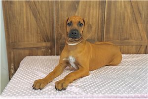 Lilly - Rhodesian Ridgeback for sale