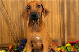Georgia - Rhodesian Ridgeback for sale