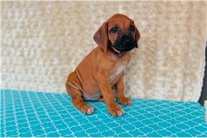 Tiana - puppy for sale