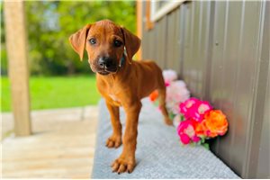 Dori - Rhodesian Ridgeback for sale