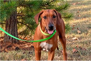 Brielle, a Rhodesian Ridgeback puppy
