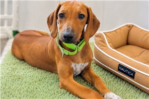 Brielle - Rhodesian Ridgeback for sale