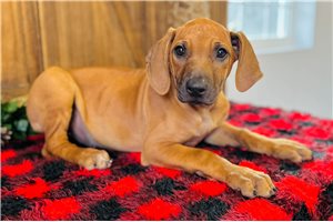 Mila - Rhodesian Ridgeback for sale