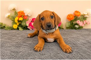 Elise - Rhodesian Ridgeback for sale