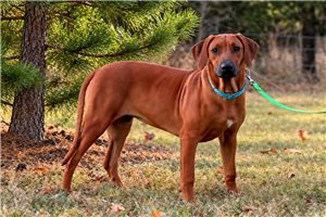 Georgia, a Rhodesian Ridgeback puppy