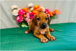 Elise - Rhodesian Ridgeback for sale