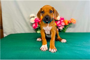 Theodora - Rhodesian Ridgeback for sale