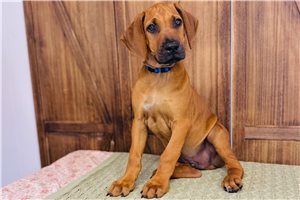 Morty - Rhodesian Ridgeback for sale