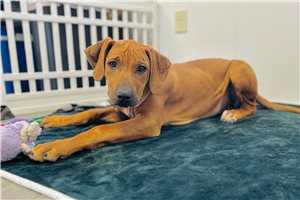 Vivian - Rhodesian Ridgeback for sale