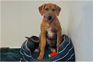 Victoria - Rhodesian Ridgeback for sale