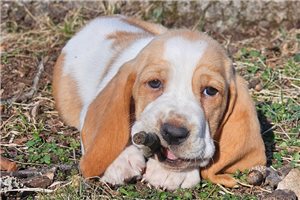 Bethany - Basset Hound for sale