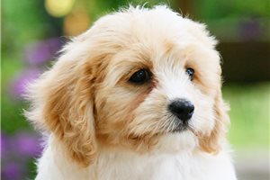 Clay - Cavachon for sale