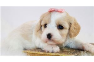 Tulia - Cavachon for sale