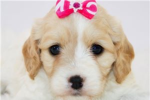 Marlow - Cavachon for sale