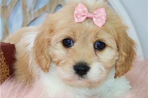 Buffy - Cavachon for sale