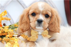 Hadley - Cavalier King Charles Spaniel for sale