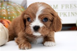 Charlie - puppy for sale