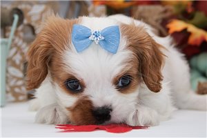 Clint - puppy for sale