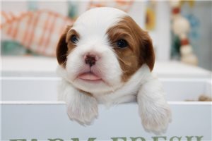 Charlotte - puppy for sale