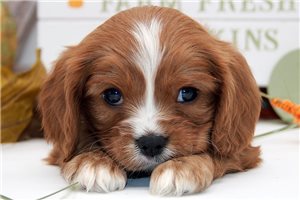 Carlton - Cavalier King Charles Spaniel for sale