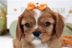 Catalina - puppy for sale