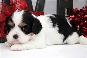 Hallie - puppy for sale