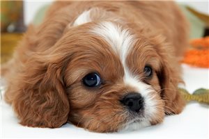 Conner - puppy for sale