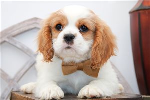 Halo - Cavalier King Charles Spaniel for sale