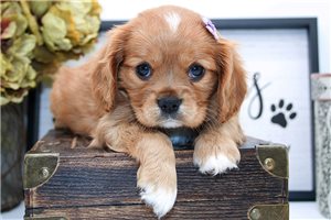 Haira - puppy for sale