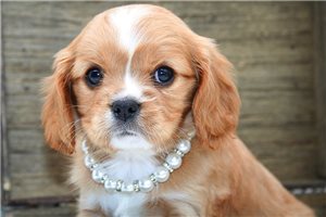 Hadley - Cavalier King Charles Spaniel for sale