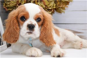 Halo - puppy for sale