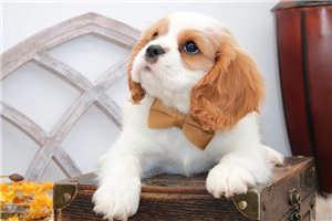 Halo - Cavalier King Charles Spaniel for sale