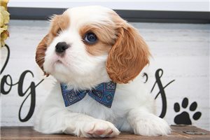 Halo - Cavalier King Charles Spaniel for sale