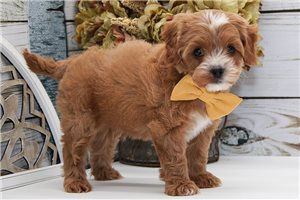 Jonathan - puppy for sale