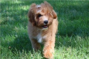 Jace - Cavapoo for sale