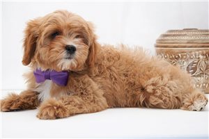 Jolene - Cavapoo for sale