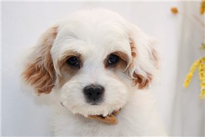 Jenson - Cavapoo for sale