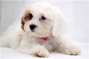 Jillian - Cavapoo for sale