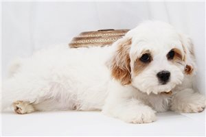 Jenson - Cavapoo for sale
