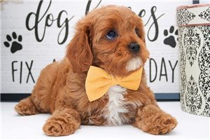 Samuel - puppy for sale