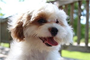 Jillian - Cavapoo for sale