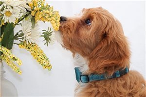 Jace - Cavapoo for sale