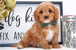Santiago - Cavapoo for sale