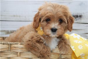Jolene - puppy for sale
