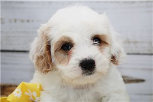 Jenson - puppy for sale