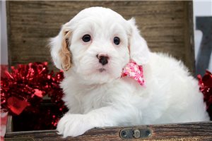 Sophia - puppy for sale