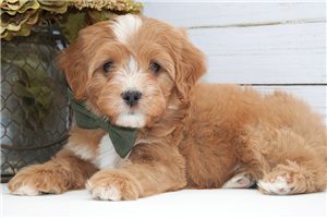 Jace - puppy for sale