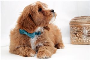 Jace - Cavapoo for sale