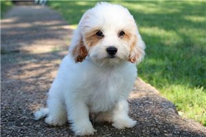 Jenson - puppy for sale