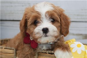 Jules - puppy for sale